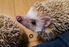 ハリネズミ　Hedgehog　｜ハリネズミとの日常フォトブログ。ちょもフォト島。