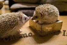 ハリネズミ　Hedgehog　｜ハリネズミとの日常フォトブログ。ちょもフォト島。