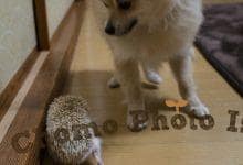 ハリネズミ　Hedgehog　｜ハリネズミとの日常フォトブログ。ちょもフォト島。