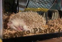 ハリネズミ　Hedgehog　｜ハリネズミとの日常フォトブログ。ちょもフォト島。