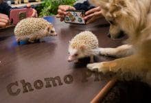 ハリネズミ　Hedgehog　｜ハリネズミとの日常フォトブログ。ちょもフォト島。